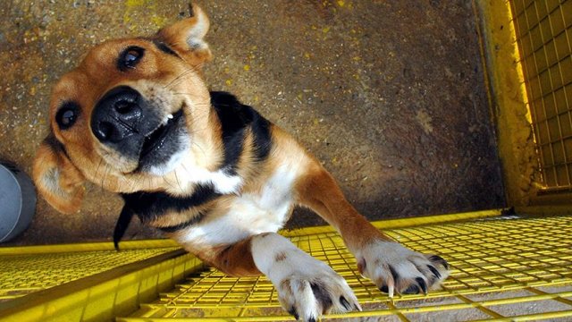 Tayvan'da kedi ve köpek eti yiyenlere para cezası verilecek Tayvan'da kedi ve köpek eti yiyenlere para cezası verilecek