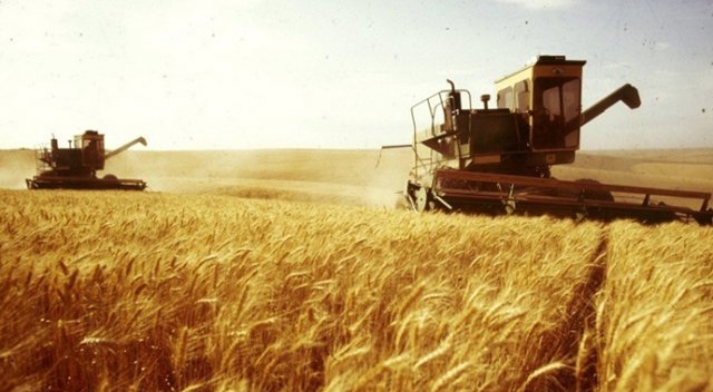 Yeterlilk derecesi en yüksek ürün buğday Yeterlilk derecesi en yüksek ürün buğday