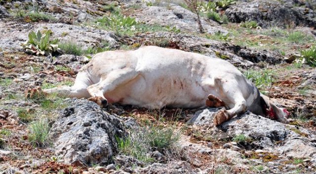 2 kilometre kovaladıktan sonra vurdular 2 kilometre kovaladıktan sonra vurdular
