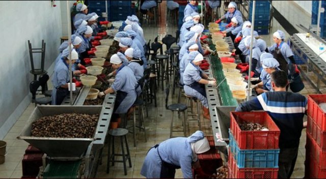 Avrupa'ya yılda 1500 ton salyangoz ihracı Avrupa'ya yılda 1500 ton salyangoz ihracı