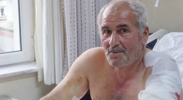 Ayı saldırısına uğrayan vatandaş yaralı kurtuldu Ayı saldırısına uğrayan vatandaş yaralı kurtuldu