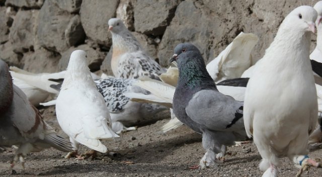Bir tutkudur ’güvercin’ Bir tutkudur ’güvercin’