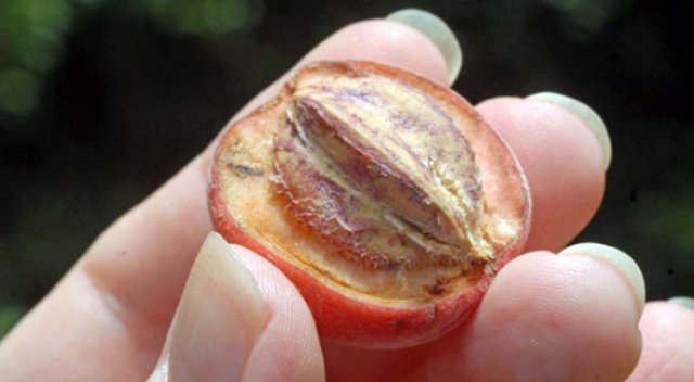 'Blushwood' meyvesi kanserin kökünü kazıyor! 'Blushwood' meyvesi kanserin kökünü kazıyor!