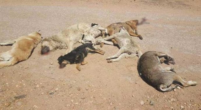Ayvalık'ta köpekleri zehirlediler! Ayvalık'ta köpekleri zehirlediler!