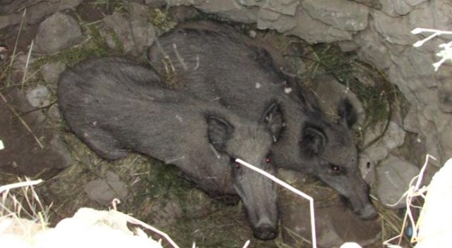 Su kuyusuna düşen domuzlar bir haftadır mahsur Su kuyusuna düşen domuzlar bir haftadır mahsur