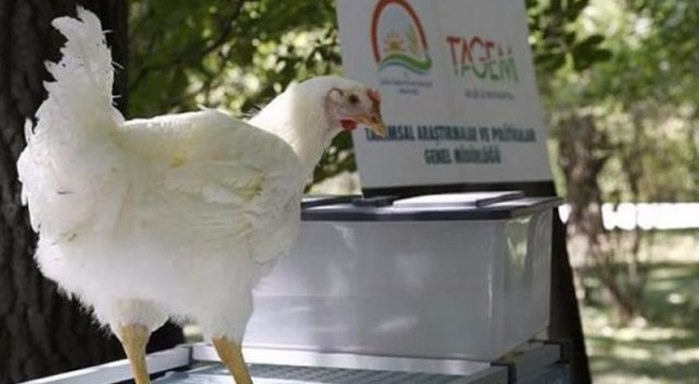 3 ülkede vardı! Türkiye'de ilk kez etçi damızlık tavuk geliştirildi 3 ülkede vardı! Türkiye'de ilk kez etçi damızlık tavuk geliştirildi