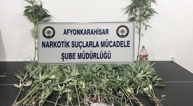 Afyonkarahisar&#039;da 91 kök kenevir ele geçirildi