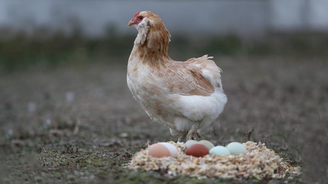 Avustralya'da gezen tavuk yumurtası aldatmacasına ceza Avustralya'da gezen tavuk yumurtası aldatmacasına ceza