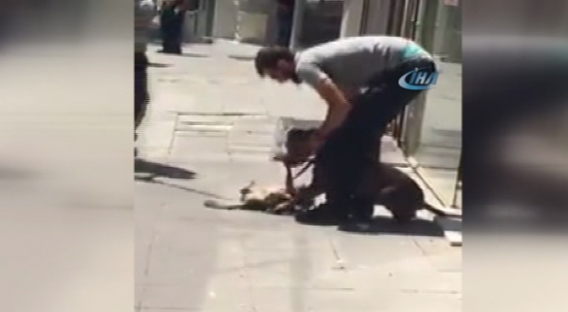 Başkent’te pitbull dehşeti Başkent’te pitbull dehşeti