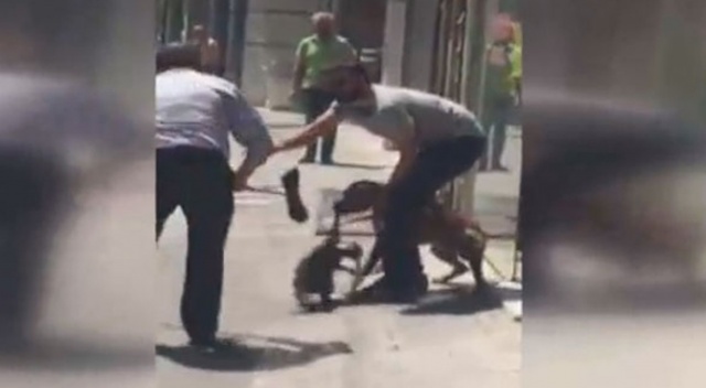 Başkent’te pitbull dehşeti Başkent’te pitbull dehşeti