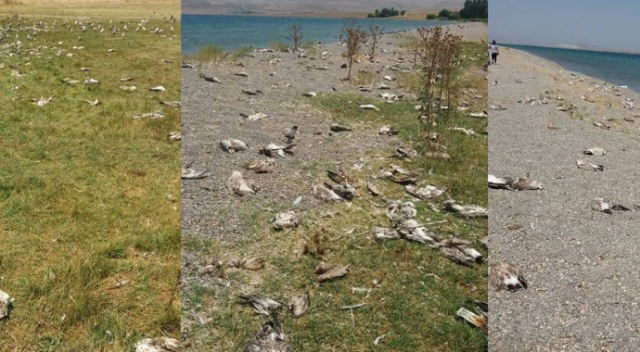 Adır Adası’nda binlerce martı açlıktan öldü