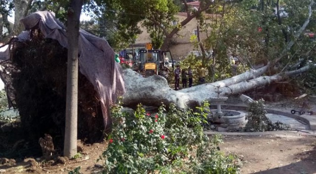 Çengelköy&#039;deki tarihi çınar fırtınada devrildi