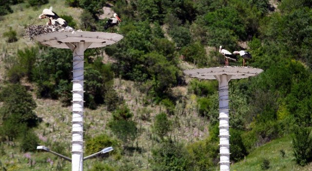 Dünyada örneği yok Dünyada örneği yok