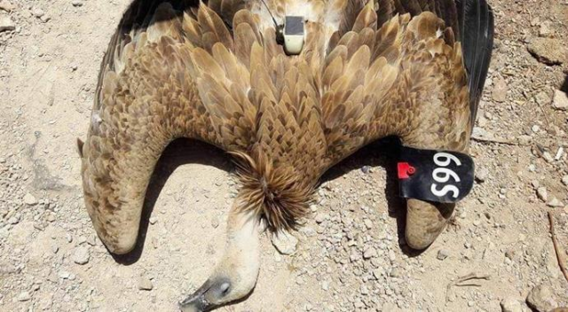 Öldürülen kuşun üzerinden kamera çıktı