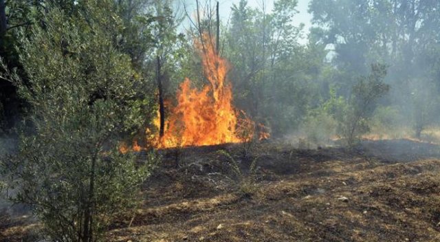 Seydikemer&#039;de 300 zeytin ağacı kül oldu
