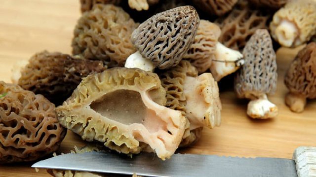 Türkiye'nin kuzu göbeği mantarı Avrupa sofralarını süslüyor Türkiye'nin kuzu göbeği mantarı Avrupa sofralarını süslüyor