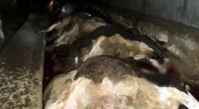 Yozgat'ta yıldırım düşmesi sonucu 21 hayvan telef oldu