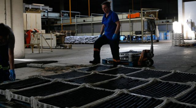 Zeytin atıklarından mangal kömürü üretti