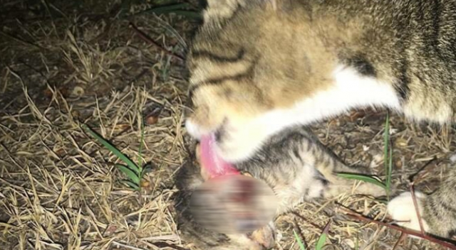 Antalya’da ’kedi’ katliamı