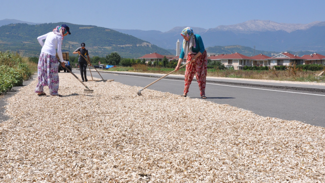 Ayçekirdeğini kurutmak için yolu kapattılar Ayçekirdeğini kurutmak için yolu kapattılar