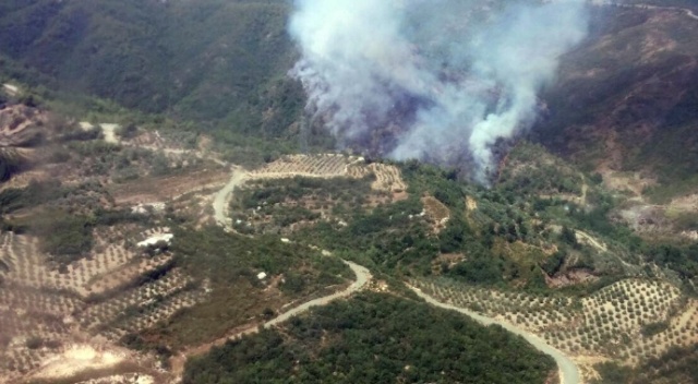 Hatay’da orman yangını
