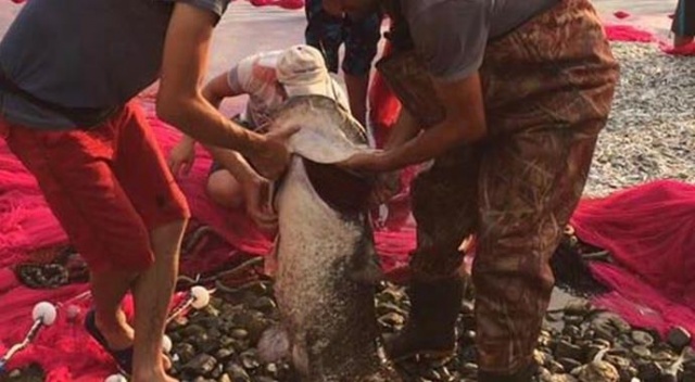 İznik Gölü&#039;nde 1 metre 70 santim boyunda balık yakalandı