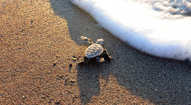 Koparmanın cezası 387 bin liraya çıkarıldı! Mersin'de ilk 'kum zambakları' çiçek açtı - 6. Resim
