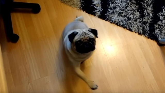 Köpeğe Nazi selamı vermeyi öğreten İskoç mahkemelik oldu Köpeğe Nazi selamı vermeyi öğreten İskoç mahkemelik oldu