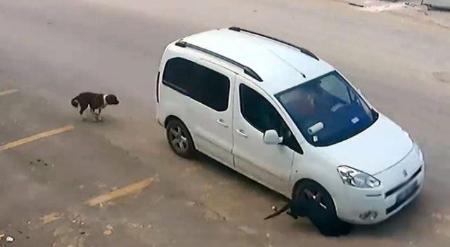 Köpekleri bilerek ezen sürücü gözaltına alındı Köpekleri bilerek ezen sürücü gözaltına alındı