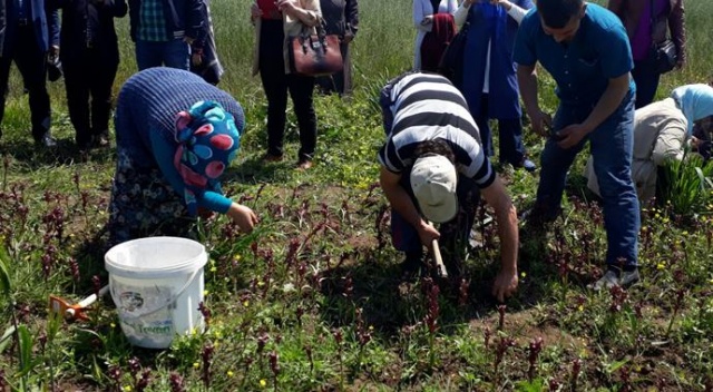Salep çiftçilerin yeni gözdesi oldu