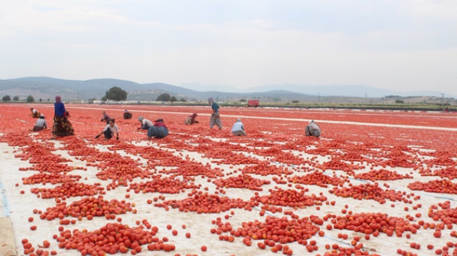 Torbalı’dan dünyaya 60 bin ton kuru domates Torbalı’dan dünyaya 60 bin ton kuru domates