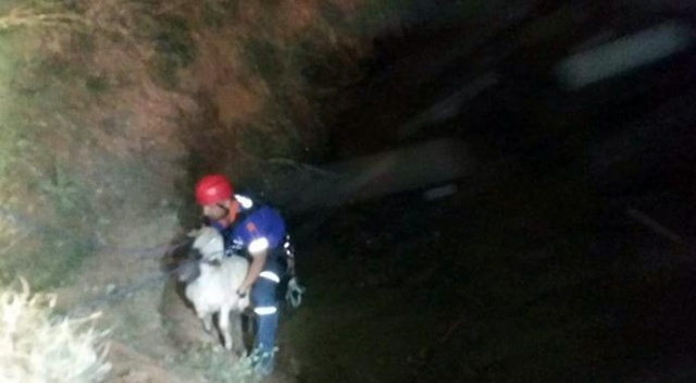 Sulama havuzuna düşen koyunu kurtarmak istedi, kendi öldü