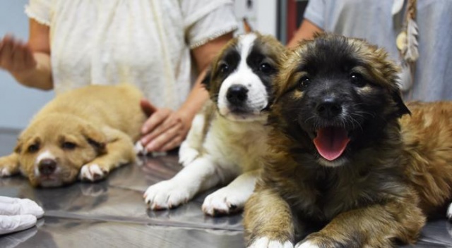 Yavru köpeklerin kulaklarını kesen asker gözaltına alındı