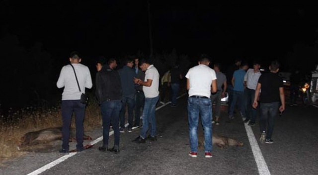 Aydın’da domuz istilası başladı
