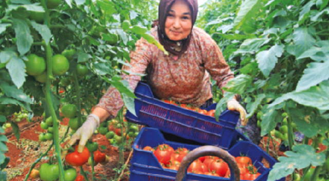 Domatesin fiyatı 7 liraya yükseldi Domatesin fiyatı 7 liraya yükseldi