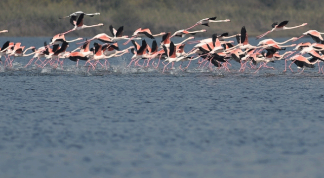 Flamingolar Türkiye’yi sevdi Flamingolar Türkiye’yi sevdi