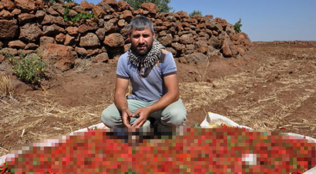 Kurutulmak üzere serilen 5 ton biber çalındı! Kurutulmak üzere serilen 5 ton biber çalındı!