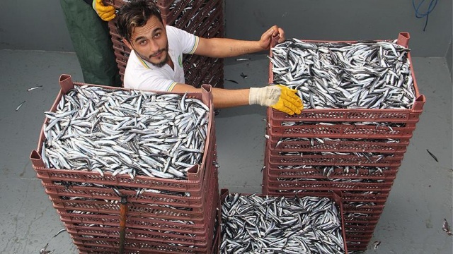 Hamsi iki ayda 1,7 milyon dolar kazandırdı Hamsi iki ayda 1,7 milyon dolar kazandırdı