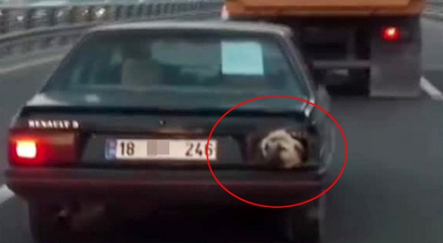 Ankara'da şaşkına çeviren görüntü! Ankara'da şaşkına çeviren görüntü!