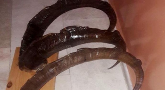 Kaçak dağ keçisi avcılarına 27 bin lira ceza Kaçak dağ keçisi avcılarına 27 bin lira ceza