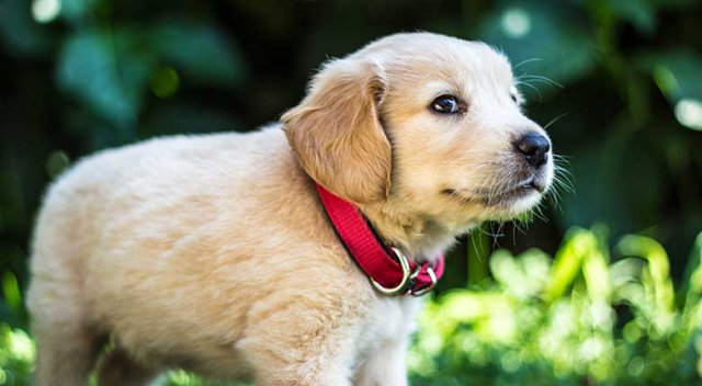 Kadınlar, köpekleri daha iyi anlıyor Kadınlar, köpekleri daha iyi anlıyor