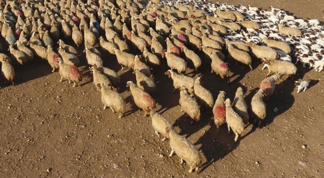 '300 koyun projesi'nde başvurular başladı '300 koyun projesi'nde başvurular başladı