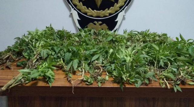 Tokat&#039;taki uyuşturucu operasyonunda 12 kişi gözaltına alındı
