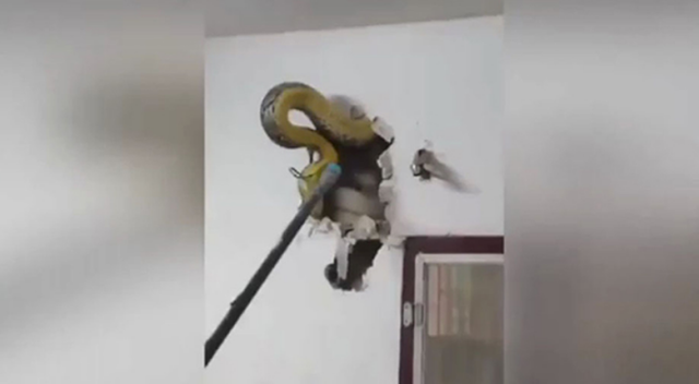 Duvara gizlenen dev piton böyle çıkarıldı Duvara gizlenen dev piton böyle çıkarıldı