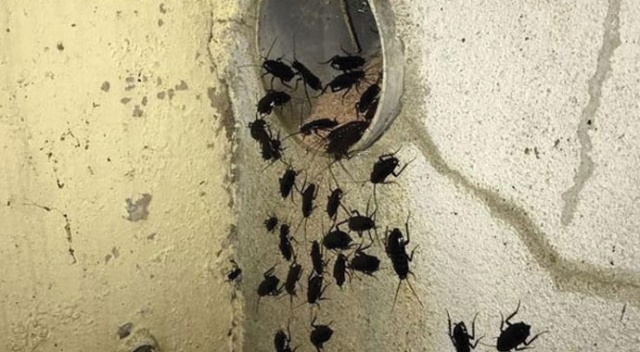 Avrupa ülkesinde şok görüntü! Bakımsızlıktan her yeri böcekler istila etti