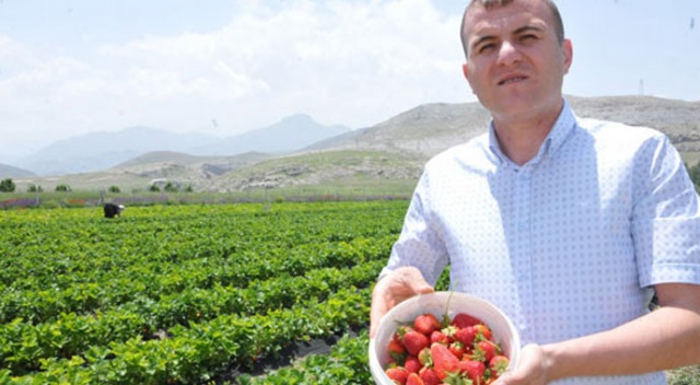 Patatesi bıraktı, çilekle yüzü güldü Patatesi bıraktı, çilekle yüzü güldü