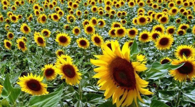 Ayçiçeği tohumunda gümrük vergisi yüzde 100 artırıldı