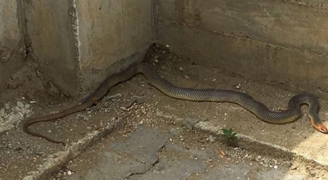 Bolu'da vatandaşların evlerine giren yılanlar yakalandı Bolu'da vatandaşların evlerine giren yılanlar yakalandı