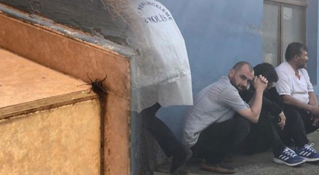 Korkunç gerçeği böcekler ortaya çıkardı