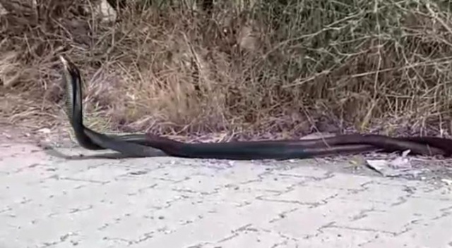 Yılanların dansı görenleri şaşırttı Yılanların dansı görenleri şaşırttı